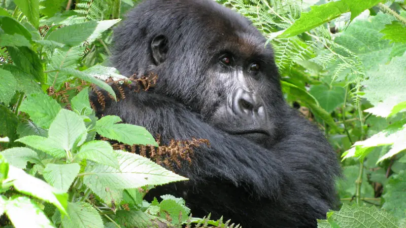 Mountain gorilla looking out from behind ferns and leaves, 5-day gorillas and game safari