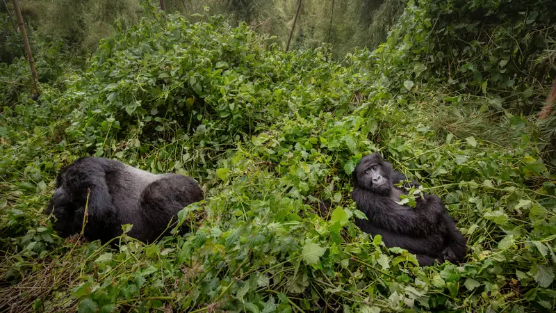 Silverback and another mountain gorilla resting in thick forest vegetation, 5-day Rwanda gorilla trek